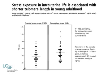 P< 0.05, controlling 
for birth weight, early 
life adversity and 
current stress 
Telomeres in the prenatal 
stress group...