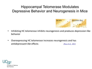 Hippocampal Telomerase Modulates 
Depressive Behavior and Neurogenesis in Mice 
• Inhibiting HC telomerase inhibits neurog...