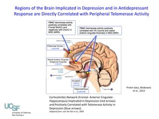 Regions of the Brain Implicated in Depression and in Antidepressant 
Response are Directly Correlated with Peripheral Telo...