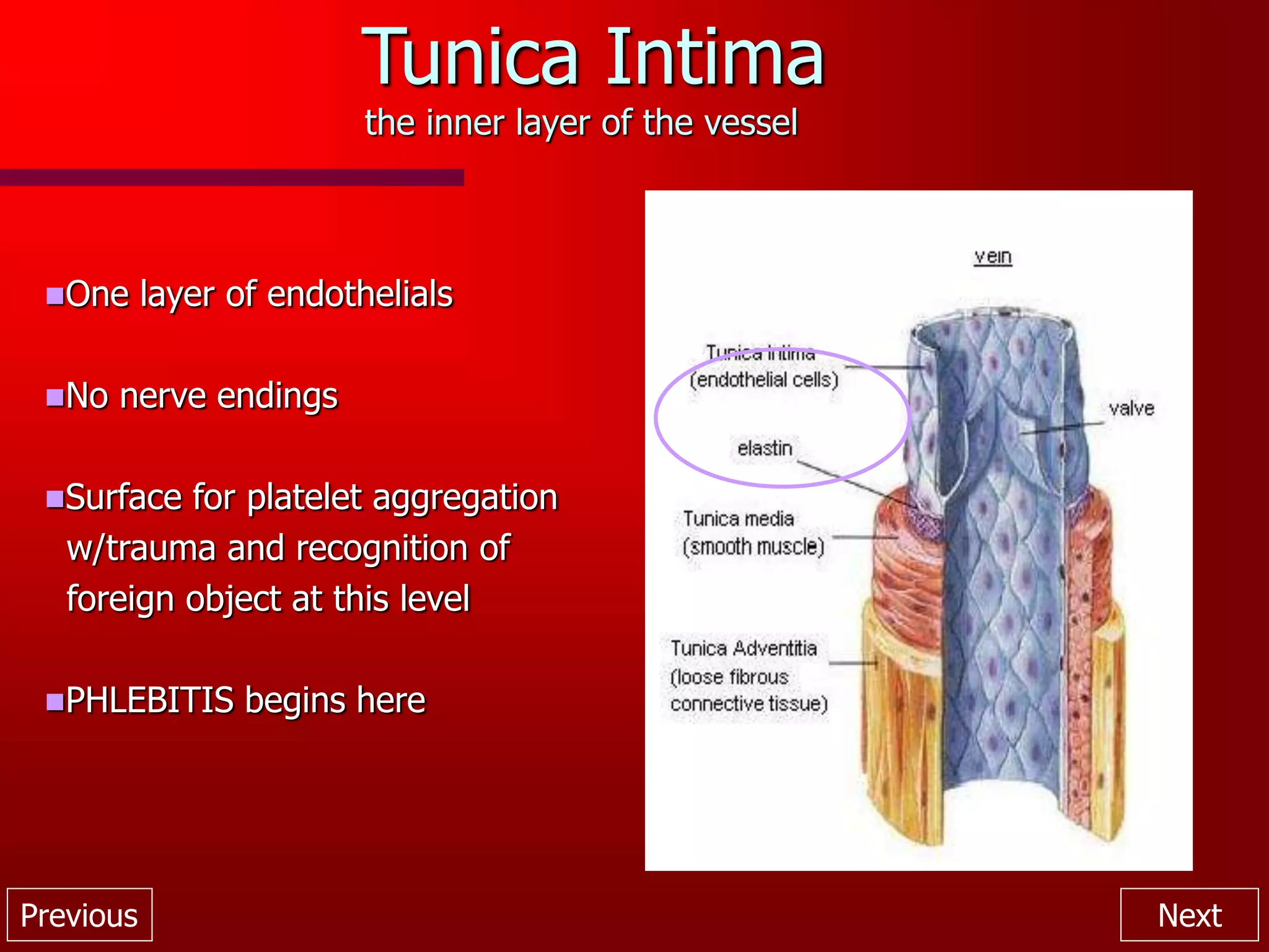 Previous Next
Tunica Intima
the inner layer of the vessel
One layer of endothelials
No nerve endings
Surface for platelet aggregation
w/trauma and recognition of
foreign object at this level
PHLEBITIS begins here
 