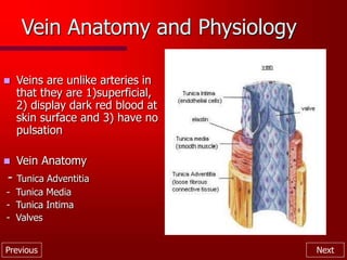 Previous Next
 Veins are unlike arteries in
that they are 1)superficial,
2) display dark red blood at
skin surface and 3) have no
pulsation
 Vein Anatomy
- Tunica Adventitia
- Tunica Media
- Tunica Intima
- Valves
Vein Anatomy and Physiology
 