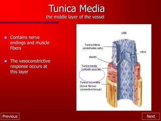 Previous Next
Tunica Media
the middle layer of the vessel
 Contains nerve
endings and muscle
fibers
 The vasoconstrictive
response occurs at
this layer
 