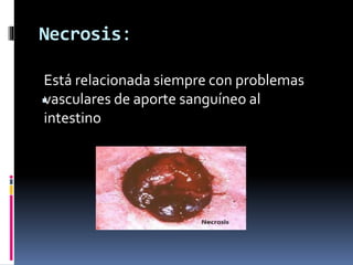 Necrosis:

Está relacionada siempre con problemas
vasculares de aporte sanguíneo al
intestino
 
