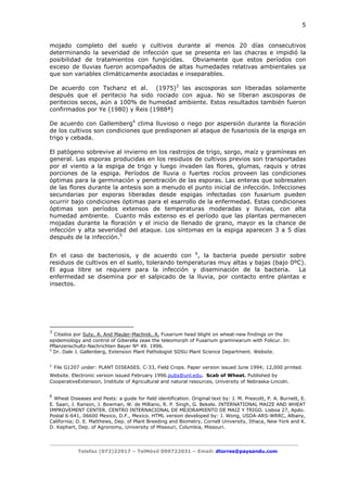 5

mojado completo del suelo y cultivos durante al menos 20 días consecutivos
determinando la severidad de infección que se presenta en las chacras e impidió la
posibilidad de tratamientos con fungicidas. Obviamente que estos períodos con
exceso de lluvias fueron acompañados de altas humedades relativas ambientales ya
que son variables climáticamente asociadas e inseparables.
De acuerdo con Tschanz et al. (1975)3 las ascosporas son liberadas solamente
después que el peritecio ha sido rociado con agua. No se liberan ascosporas de
peritecios secos, aún a 100% de humedad ambiente. Estos resultados también fueron
confirmados por Ye (1980) y Reis (1988ª)
De acuerdo con Gallemberg4 clima lluvioso o riego por aspersión durante la floración
de los cultivos son condiciones que predisponen al ataque de fusariosis de la espiga en
trigo y cebada.
El patógeno sobrevive al invierno en los rastrojos de trigo, sorgo, maíz y gramíneas en
general. Las esporas producidas en los residuos de cultivos previos son transportadas
por el viento a la espiga de trigo y luego invaden las flores, glumas, raquis y otras
porciones de la espiga. Períodos de lluvia o fuertes rocíos proveen las condiciones
óptimas para la germinación y penetración de las esporas. Las enteras que sobresalen
de las flores durante la antesis son a menudo el punto inicial de infección. Infecciones
secundarias por esporas liberadas desde espigas infectadas con fusarium pueden
ocurrir bajo condiciones óptimas para el esarrollo de la enfermedad. Estas condiciones
óptimas son períodos extensos de temperaturas moderadas y lluvias, con alta
humedad ambiente. Cuanto más extenso es el período que las plantas permanecen
mojadas durante la floración y el inicio de llenado de grano, mayor es la chance de
infección y alta severidad del ataque. Los síntomas en la espiga aparecen 3 a 5 días
después de la infección.5
.

En el caso de bacteriosis, y de acuerdo con 6, la bacteria puede persistir sobre
residuos de cultivos en el suelo, tolerando temperaturas muy altas y bajas (bajo 0ºC).
El agua libre se requiere para la infección y diseminación de la bacteria.
La
enfermedad se disemina por el salpicado de la lluvia, por contacto entre plantas e
insectos.

3

Citados por Suty, A. And Mauler-Machnik, A. Fusarium head blight on wheat-new findings on the
epidemiology and control of Giberella zeae the teleomorph of Fusarium graminearum with Folicur. In:
Pflanzenschultz-Nachrichten Bayer Nº 49. 1996.
4
Dr. Dale J. Gallenberg, Extension Plant Pathologist SDSU Plant Science Department. Website.
5

File G1207 under: PLANT DISEASES. C-33, Field Crops. Paper version issued June 1994; 12,000 printed.

Website. Electronic version issued February 1996.pubs@unl.edu. Scab of Wheat. Published by
CooperativeExtension, Institute of Agricultural and natural resources, University of Nebraska-Lincoln.
6

Wheat Diseases and Pests: a guide for field identification. Original text by: J. M. Prescott, P. A. Burnett, E.
E. Saari, J. Ranson, J. Bowman, W. de Milliano, R. P. Singh, G. Bekele. INTERNATIONAL MAIZE AND WHEAT
IMPROVEMENT CENTER. CENTRO INTERNACIONAL DE MEJORAMIENTO DE MAIZ Y TRIGO. Lisboa 27, Apdo.
Postal 6-641, 06600 Mexico, D.F., Mexico. HTML version developed by: J. Wong, USDA-ARS-WRRC, Albany,
California; D. E. Matthews, Dep. of Plant Breeding and Biometry, Cornell University, Ithaca, New York and K.
D. Kephart, Dep. of Agronomy, University of Missouri, Columbia, Missouri.

Telefax (072)22917 – TelMóvil 099722031 – Email: dtorres@paysandu.com

 