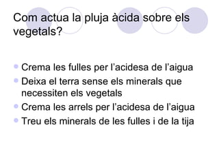 Com actua la pluja àcida sobre els vegetals? Crema les fulles per l’acidesa de l’aigua Deixa el terra sense els minerals que necessiten els vegetals Crema les arrels per l’acidesa de l’aigua Treu els minerals de les fulles i de la tija 