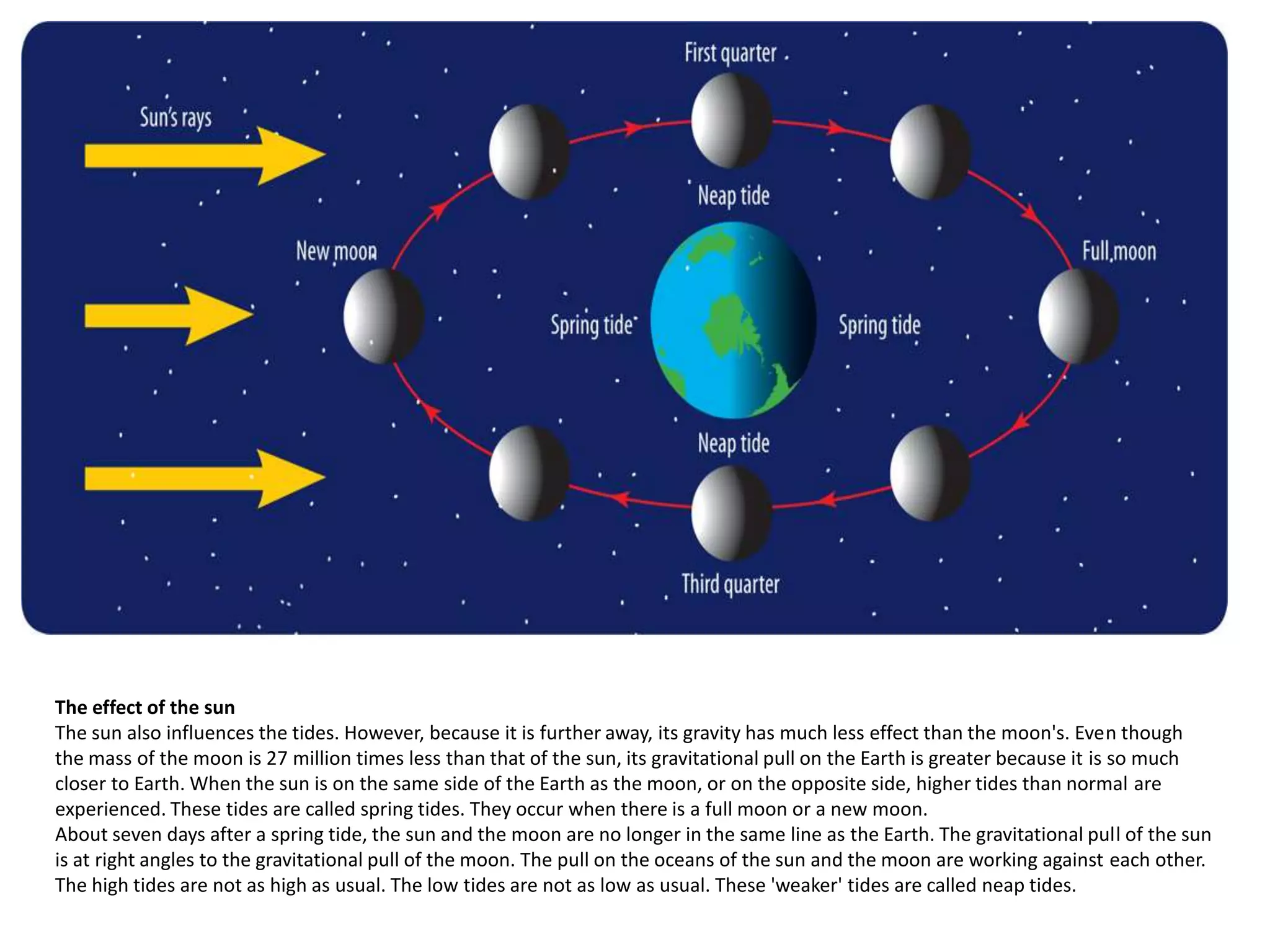 The effect of the sun
The sun also influences the tides. However, because it is further away, its gravity has much less effect than the moon's. Even though
the mass of the moon is 27 million times less than that of the sun, its gravitational pull on the Earth is greater because it is so much
closer to Earth. When the sun is on the same side of the Earth as the moon, or on the opposite side, higher tides than normal are
experienced. These tides are called spring tides. They occur when there is a full moon or a new moon.
About seven days after a spring tide, the sun and the moon are no longer in the same line as the Earth. The gravitational pull of the sun
is at right angles to the gravitational pull of the moon. The pull on the oceans of the sun and the moon are working against each other.
The high tides are not as high as usual. The low tides are not as low as usual. These 'weaker' tides are called neap tides.

 
