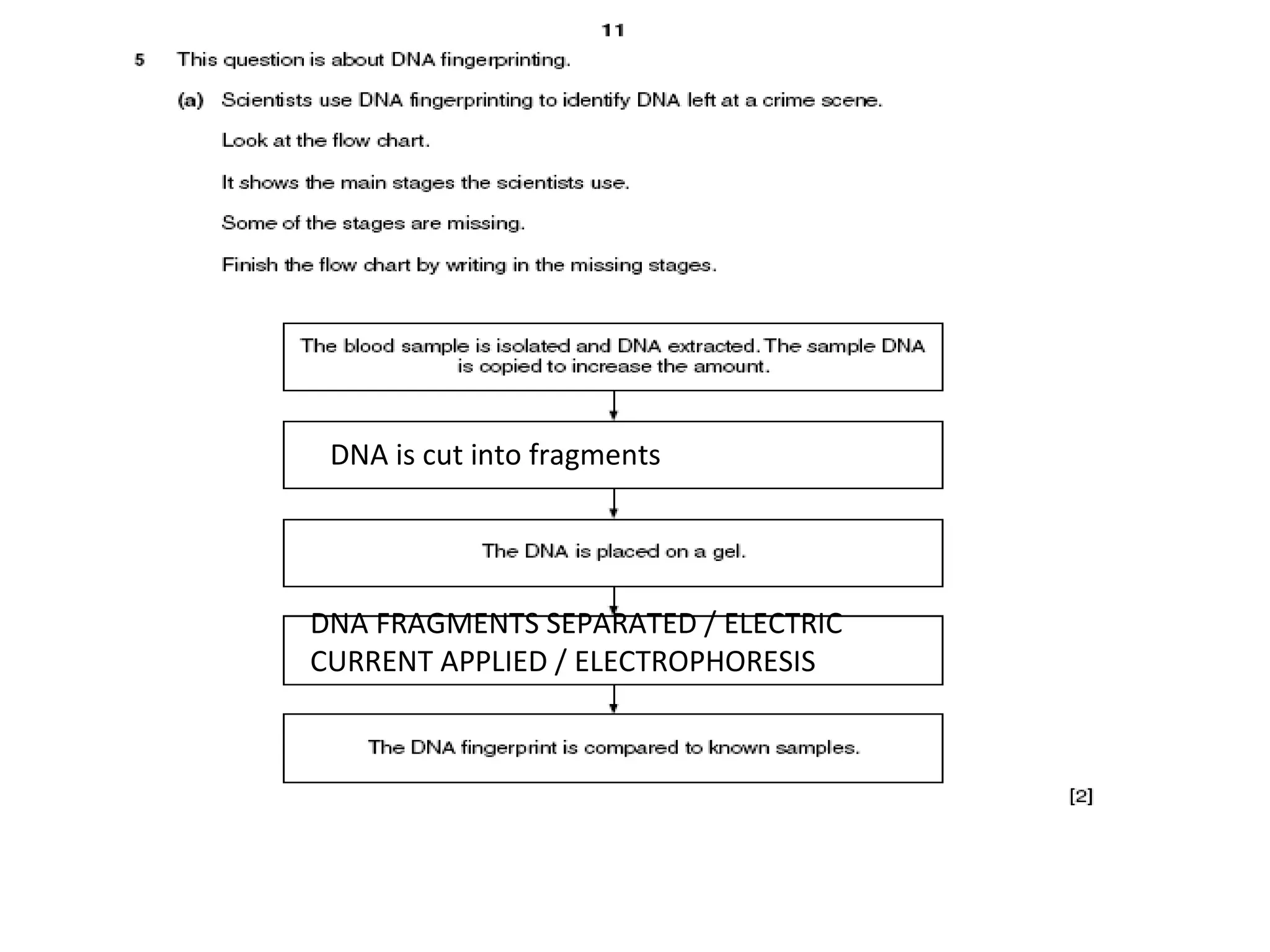 Biology GCSE OCR B3 revision 1 | PPT | Genetics | Science