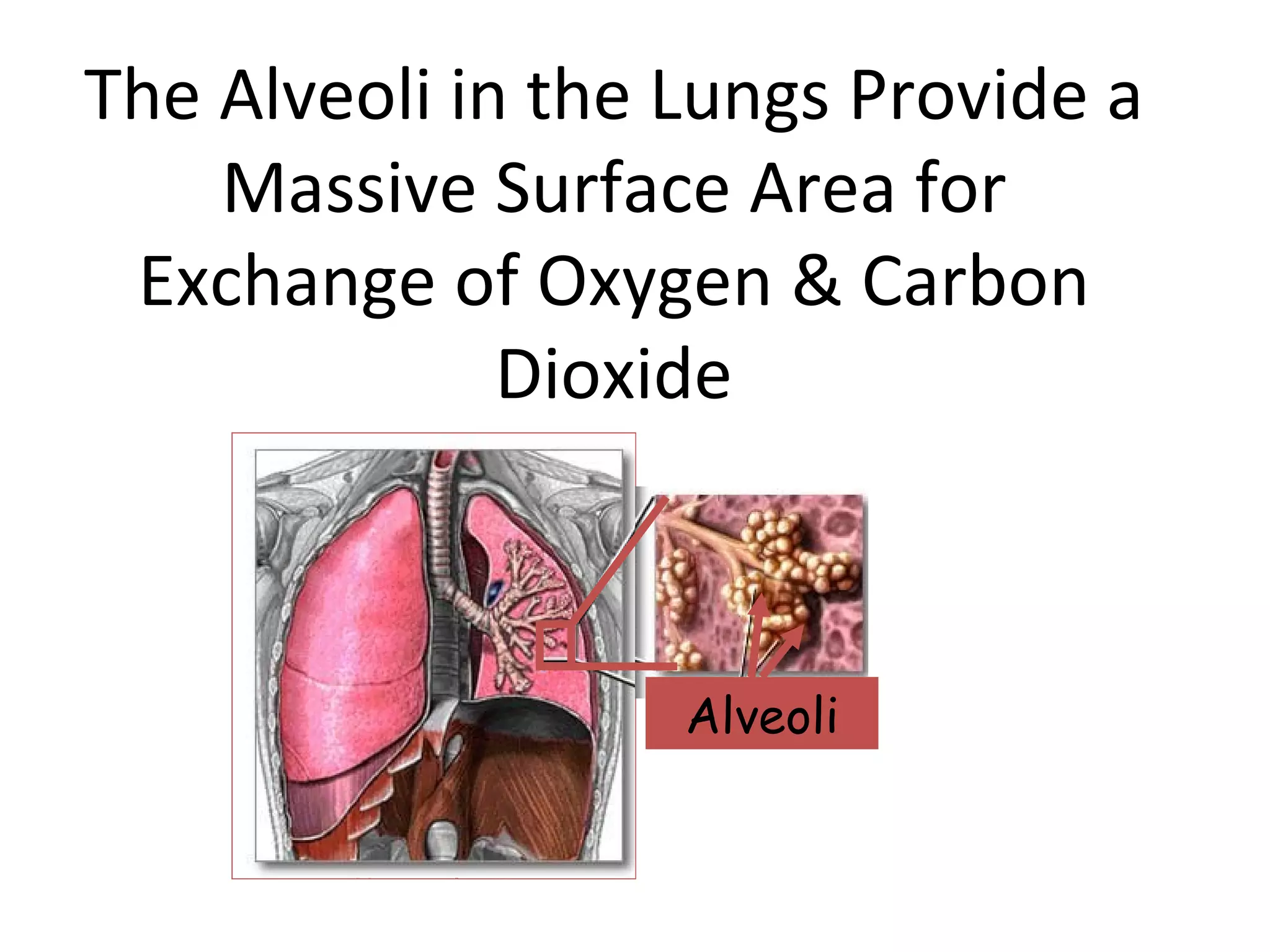 The Alveoli in the Lungs Provide a Massive Surface Area for Exchange of Oxygen & Carbon Dioxide Alveoli 