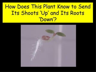 How Does This Plant Know to Send Its Shoots ‘Up’ and Its Roots ‘Down’? 