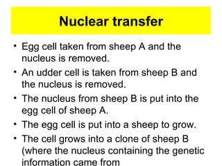Nuclear transfer Egg cell taken from sheep A and the nucleus is removed. An udder cell is taken from sheep B and the nucleus is removed. The nucleus from sheep B is put into the egg cell of sheep A. The egg cell is put into a sheep to grow. The cell grows into a clone of sheep B (where the nucleus containing the genetic information came from 