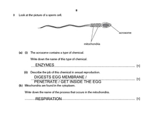 ENZYMES DIGESTS EGG MEMBRANE / PENETRATE / GET INSIDE THE EGG RESPIRATION 