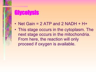 Glycolysis Net Gain = 2 ATP and 2 NADH + H+ This stage occurs in the cytoplasm. The next stage occurs in the mitochondria. From here, the reaction will only proceed if oxygen is available. 
