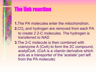 The link reaction 1. The PA molecules enter the mitochondrion. 2. CO 2  and hydrogen are removed from each PA to create 2 2-C molecules. The hydrogen is transferred to NAD 3. The 2-C molecule is then combined with coenzyme A (CoA) to form the 2C compound, acetylCoA.   (CoA is a vitamin derivative which acts as a transporter of the 'acetate' psrt left from the PA molecule) 