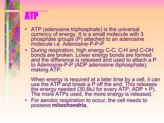 ATP ATP (adenosine triphosphate) is the universal currency of energy. It is a small molecule with 3 phosphate groups (P) attached to an adenosine molecule i.e. Adenosine-P-P-P During respiration, high energy C-C, C-H and C-OH bonds are broken. Lower energy bonds are formed and the difference is released and used to attach a P to Adenosine-P-P (ADP adenosine diphosphate), making ATP.  When energy is required at a later time by a cell, it can use the ATP and break a P off the end. This releases the energy needed (30.6kJ for every ATP, ADP + P). The more ATPs used, the more energy is released. For aerobic respiration to occur, the cell needs to possess  mitochondria.   