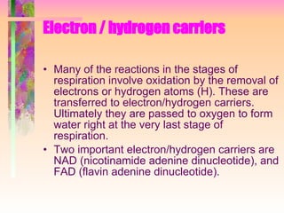 Electron / hydrogen carriers Many of the reactions in the stages of respiration involve oxidation by the removal of electrons or hydrogen atoms (H). These are transferred to electron/hydrogen carriers. Ultimately they are passed to oxygen to form water right at the very last stage of respiration. Two important electron/hydrogen carriers are NAD (nicotinamide adenine dinucleotide), and FAD (flavin adenine dinucleotide). 