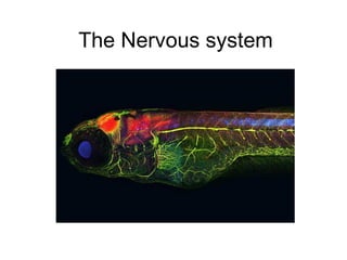 The Nervous system
 