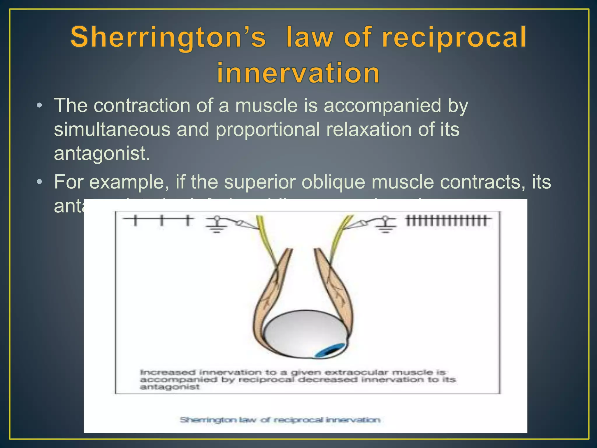 • The contraction of a muscle is accompanied by
simultaneous and proportional relaxation of its
antagonist.
• For example, if the superior oblique muscle contracts, its
antagonist, the inferior oblique muscle, relaxes.
 