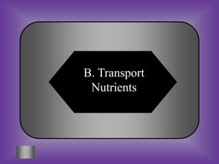 B. Transport
 Nutrients
 