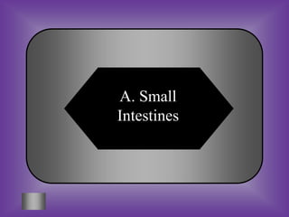 A. Small
Intestines
 