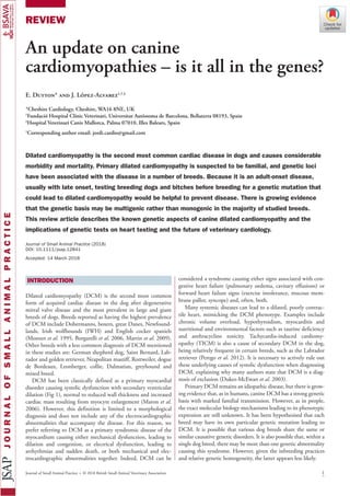 Journal of Small Animal Practice • © 2018 British Small Animal Veterinary Association 1
REVIEW
Journal of Small Animal Practice (2018)
DOI: 10.1111/jsap.12841
Accepted: 14 March 2018
An update on canine
cardiomyopathies – is it all in the genes?
E. Dutton* and J. López-Alvarez1,†,‡
*Cheshire Cardiology, Cheshire, WA16 8NE, UK
†
Fundació Hospital Clínic Veterinari, Universitat Autònoma de Barcelona, Bellaterra 08193, Spain
‡
Hospital Veterinari Canis Mallorca, Palma 07010, Illes Balears, Spain
1
Corresponding author email: jordi.cardio@gmail.com
Dilated cardiomyopathy is the second most common cardiac disease in dogs and causes considerable
morbidity and mortality. Primary dilated cardiomyopathy is suspected to be familial, and genetic loci
have been associated with the disease in a number of breeds. Because it is an adult-onset disease,
usually with late onset, testing breeding dogs and bitches before breeding for a genetic mutation that
could lead to dilated cardiomyopathy would be helpful to prevent disease. There is growing evidence
that the genetic basis may be multigenic rather than monogenic in the majority of studied breeds.
This review article describes the known genetic aspects of canine dilated cardiomyopathy and the
implications of genetic tests on heart testing and the future of veterinary cardiology.
INTRODUCTION
Dilated cardiomyopathy (DCM) is the second most common
form of acquired cardiac disease in the dog after degenerative
mitral valve disease and the most prevalent in large and giant
breeds of dogs. Breeds reported as having the highest prevalence
of DCM include Dobermanns, boxers, great Danes, Newfound-
lands, Irish wolfhounds (IWH) and English cocker spaniels
(Monnet et al. 1995, Borgarelli et al. 2006, Martin et al. 2009).
Other breeds with a less common diagnosis of DCM mentioned
in these studies are: German shepherd dog, Saint Bernard, Lab-
rador and golden retriever, Neapolitan mastiff, Rottweiler, dogue
de Bordeaux, Leonberger, collie, Dalmatian, greyhound and
mixed breed.
DCM has been classically defined as a primary myocardial
disorder causing systolic dysfunction with secondary ventricular
dilation (Fig 1), normal to reduced wall thickness and increased
cardiac mass resulting from myocyte enlargement (Maron et al.
2006). However, this definition is limited to a morphological
diagnosis and does not include any of the electrocardiographic
abnormalities that accompany the disease. For this reason, we
prefer referring to DCM as a primary syndromic disease of the
myocardium causing either mechanical dysfunction, leading to
dilation and congestion, or electrical dysfunction, leading to
arrhythmias and sudden death, or both mechanical and elec-
trocardiographic abnormalities together. Indeed, DCM can be
considered a syndrome causing either signs associated with con-
gestive heart failure (pulmonary oedema, cavitary effusions) or
forward heart failure signs (exercise intolerance, mucous mem-
brane pallor, syncope) and, often, both.
Many systemic diseases can lead to a dilated, poorly contrac-
tile heart, mimicking the DCM phenotype. Examples include
chronic volume overload, hypothyroidism, myocarditis and
nutritional and environmental factors such as taurine deficiency
and anthracycline toxicity. Tachycardia-induced cardiomy-
opathy (TICM) is also a cause of secondary DCM in the dog,
being relatively frequent in certain breeds, such as the Labrador
retriever (Perego et al. 2012). It is necessary to actively rule out
these underlying causes of systolic dysfunction when diagnosing
DCM, explaining why many authors state that DCM is a diag-
nosis of exclusion (Dukes-McEwan et al. 2003).
Primary DCM remains an idiopathic disease, but there is grow-
ing evidence that, as in humans, canine DCM has a strong genetic
basis with marked familial transmission. However, as in people,
the exact molecular biology mechanisms leading to its phenotypic
expression are still unknown. It has been hypothesised that each
breed may have its own particular genetic mutation leading to
DCM. It is possible that various dog breeds share the same or
similar causative genetic disorders. It is also possible that, within a
single dog breed, there may be more than one genetic abnormality
causing this syndrome. However, given the inbreeding practices
and relative genetic homogeneity, the latter appears less likely.
ttp://www.bsava.com
 