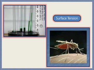 Surface Tension
 
