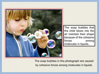 The soap bubbles in this photograph are caused
by cohesive forces among molecules in liquids.
The soap bubbles that
the child blows into the
air maintain their shape
because of the cohesive
forces among
molecules in liquids..
 