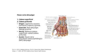 Falanges Netter revisiones de temas de anatomia de ortopedia | PPTX