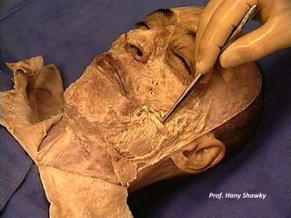 Prof. Hany Shawky 