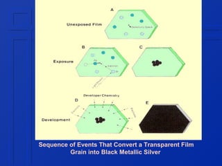 Sequence of Events That Convert a Transparent Film
Grain into Black Metallic Silver

 