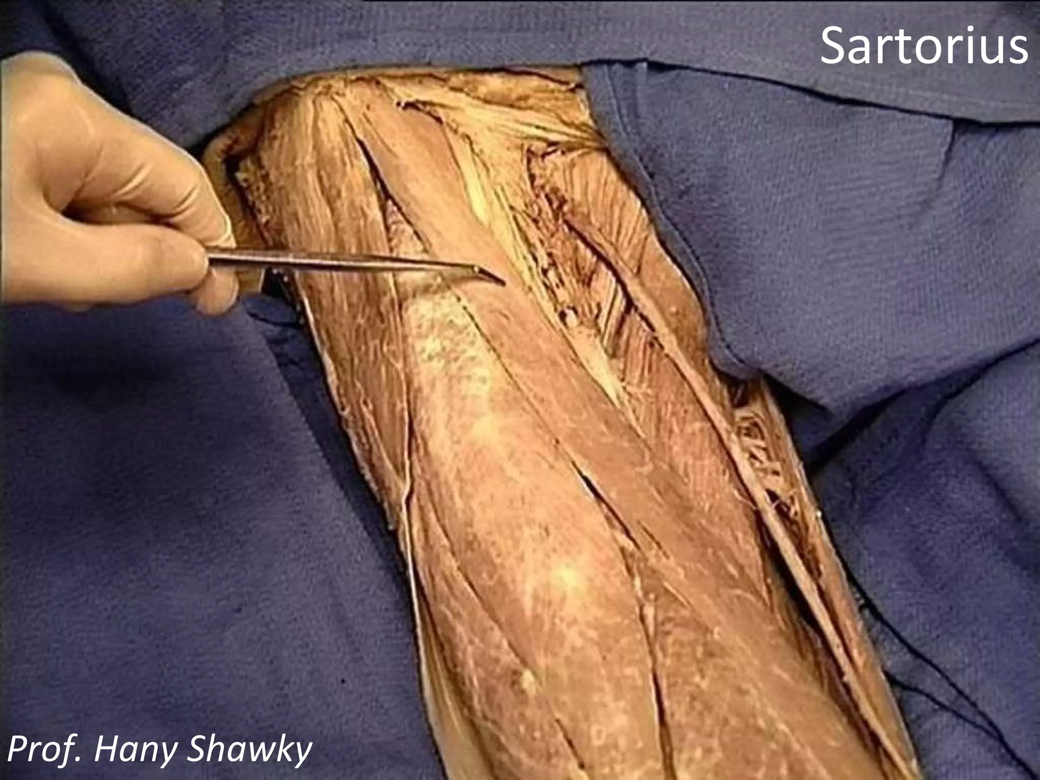 Sartorius Prof. Hany Shawky