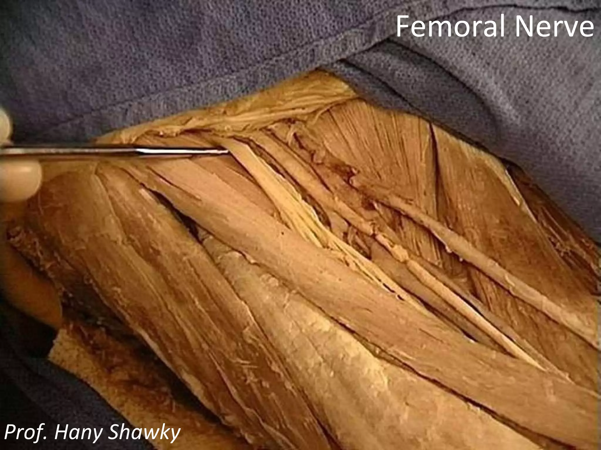 Femoral Nerve Prof. Hany Shawky