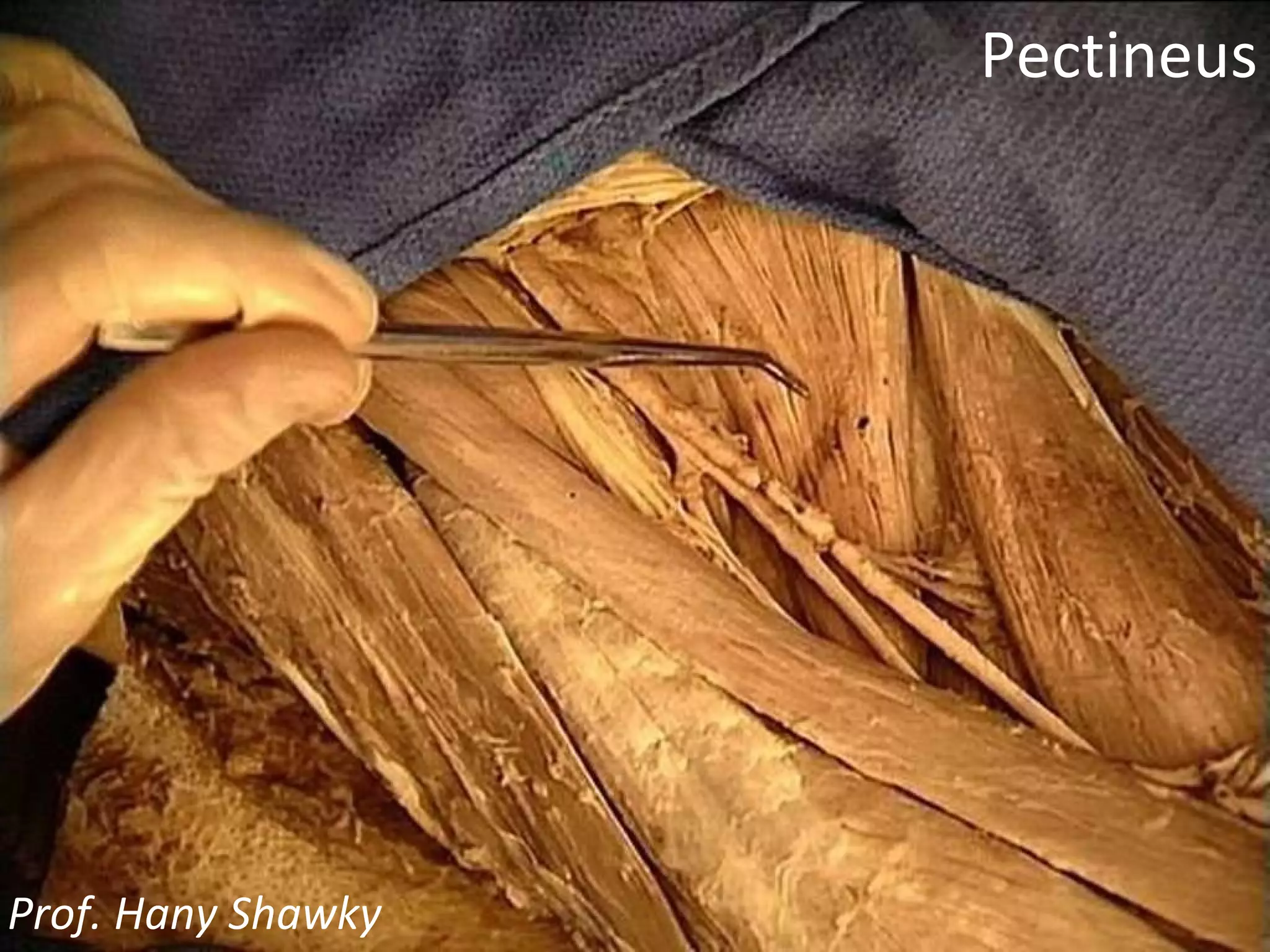 Pectineus Prof. Hany Shawky