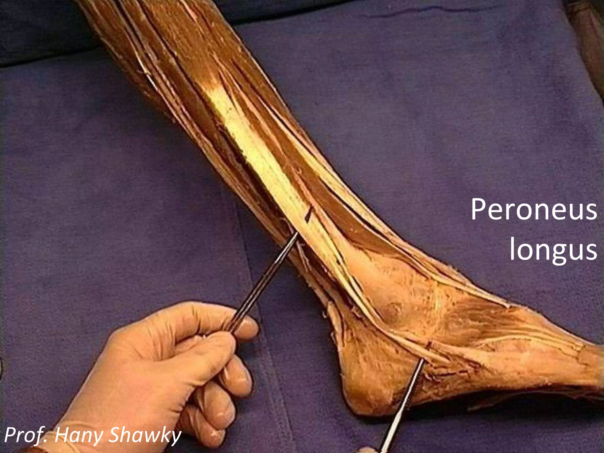 Peroneus longus Prof. Hany Shawky