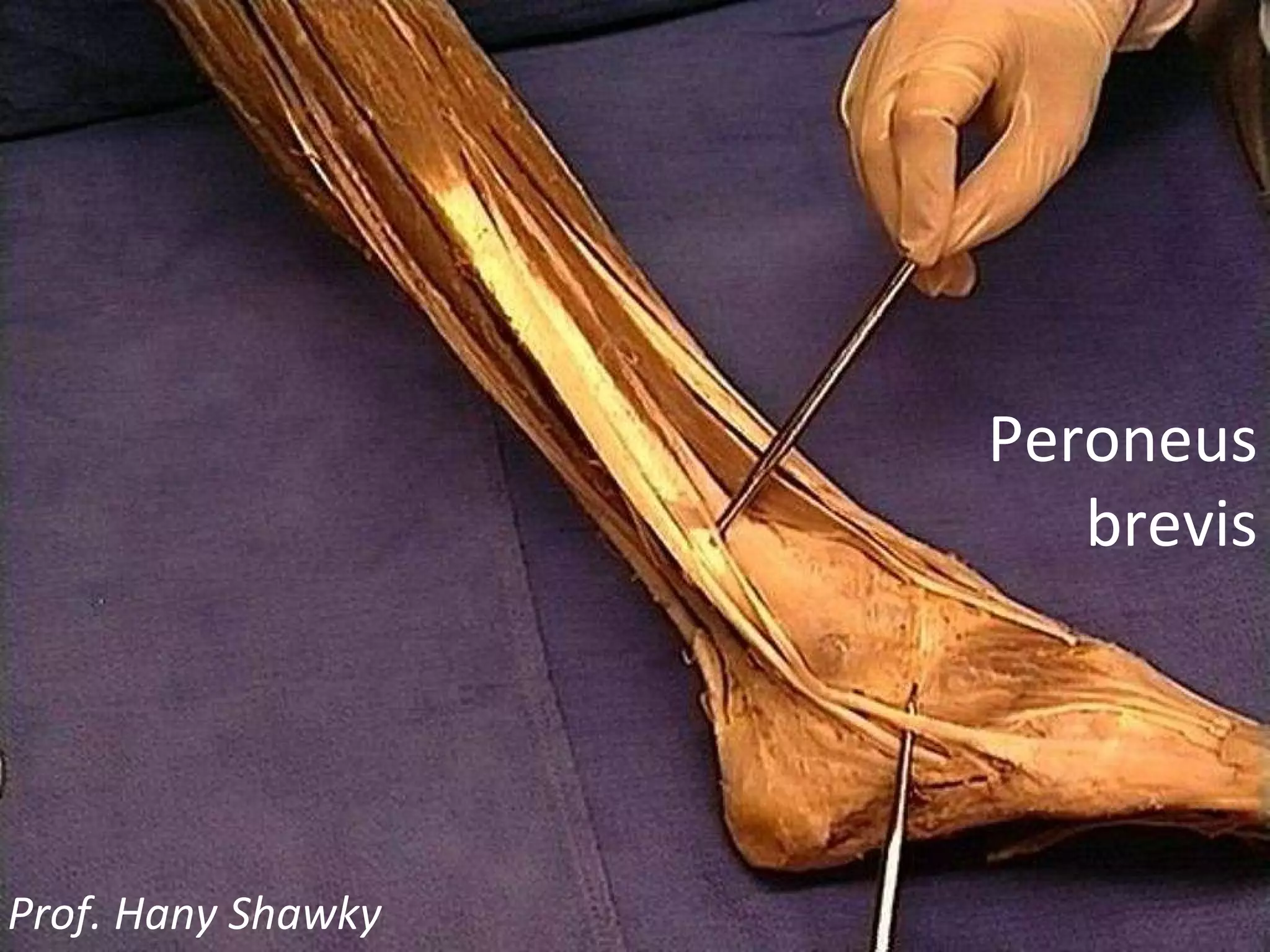 Peroneus brevis Prof. Hany Shawky
