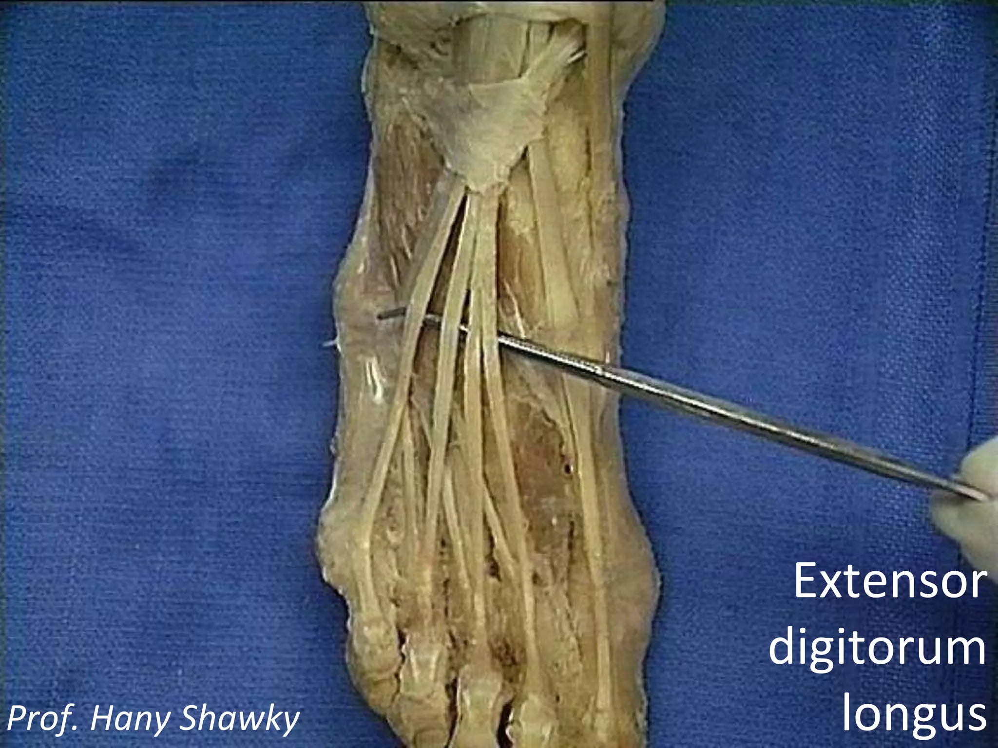 Extensor digitorum longus Prof. Hany Shawky