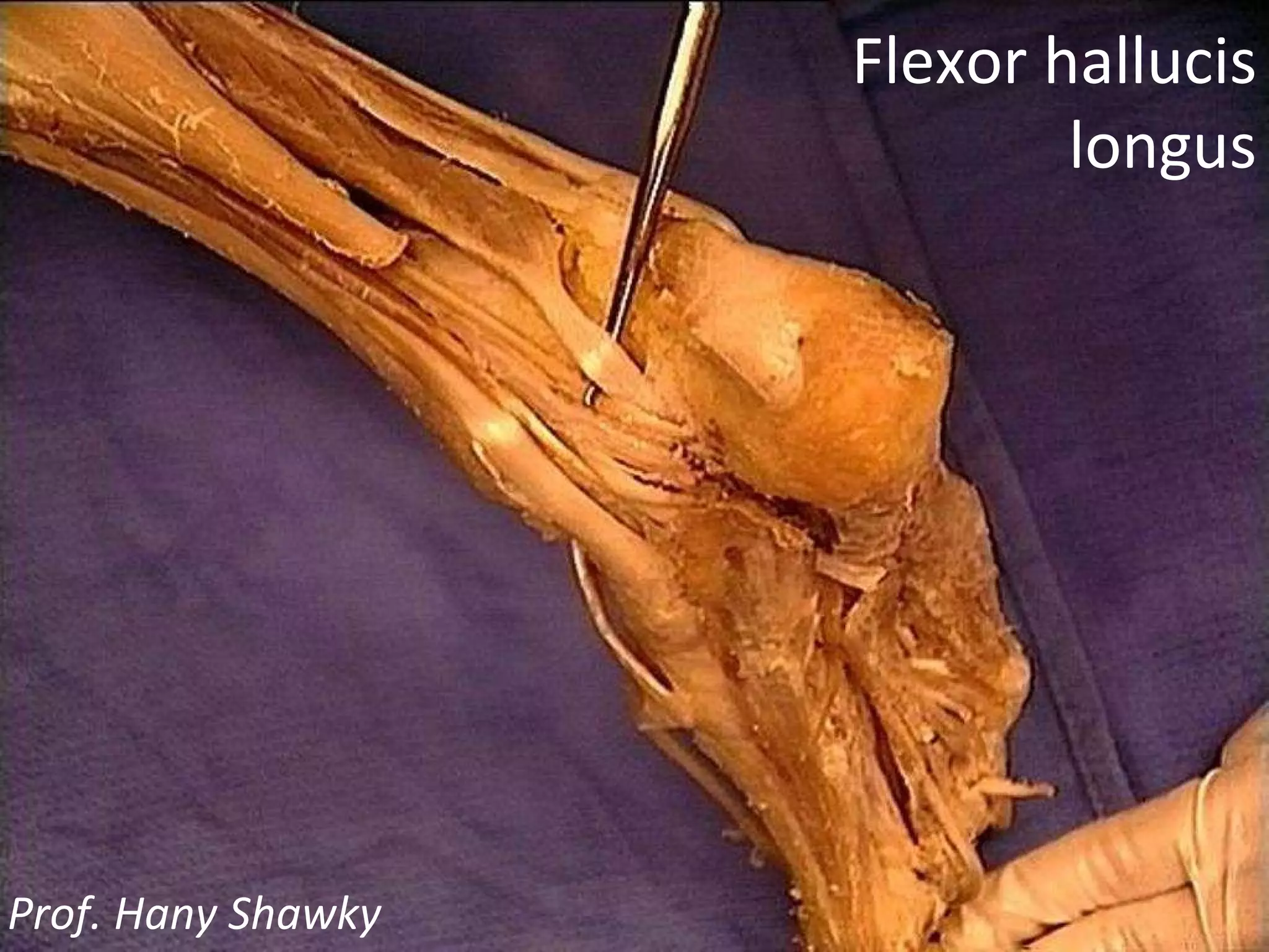 Flexor hallucis longus Prof. Hany Shawky