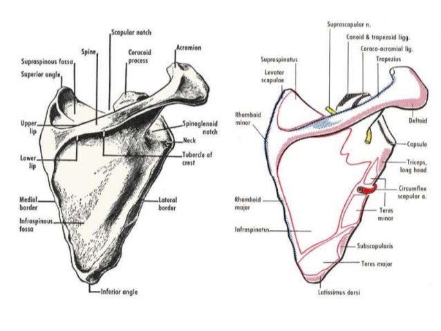 Revision of anatomy portion mms 118