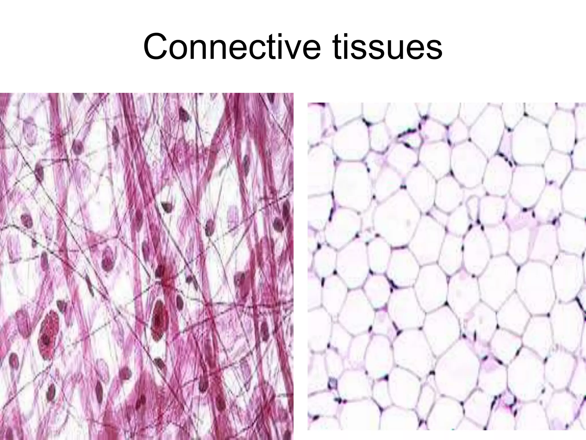 Connective tissues
5/12/2016 11
 