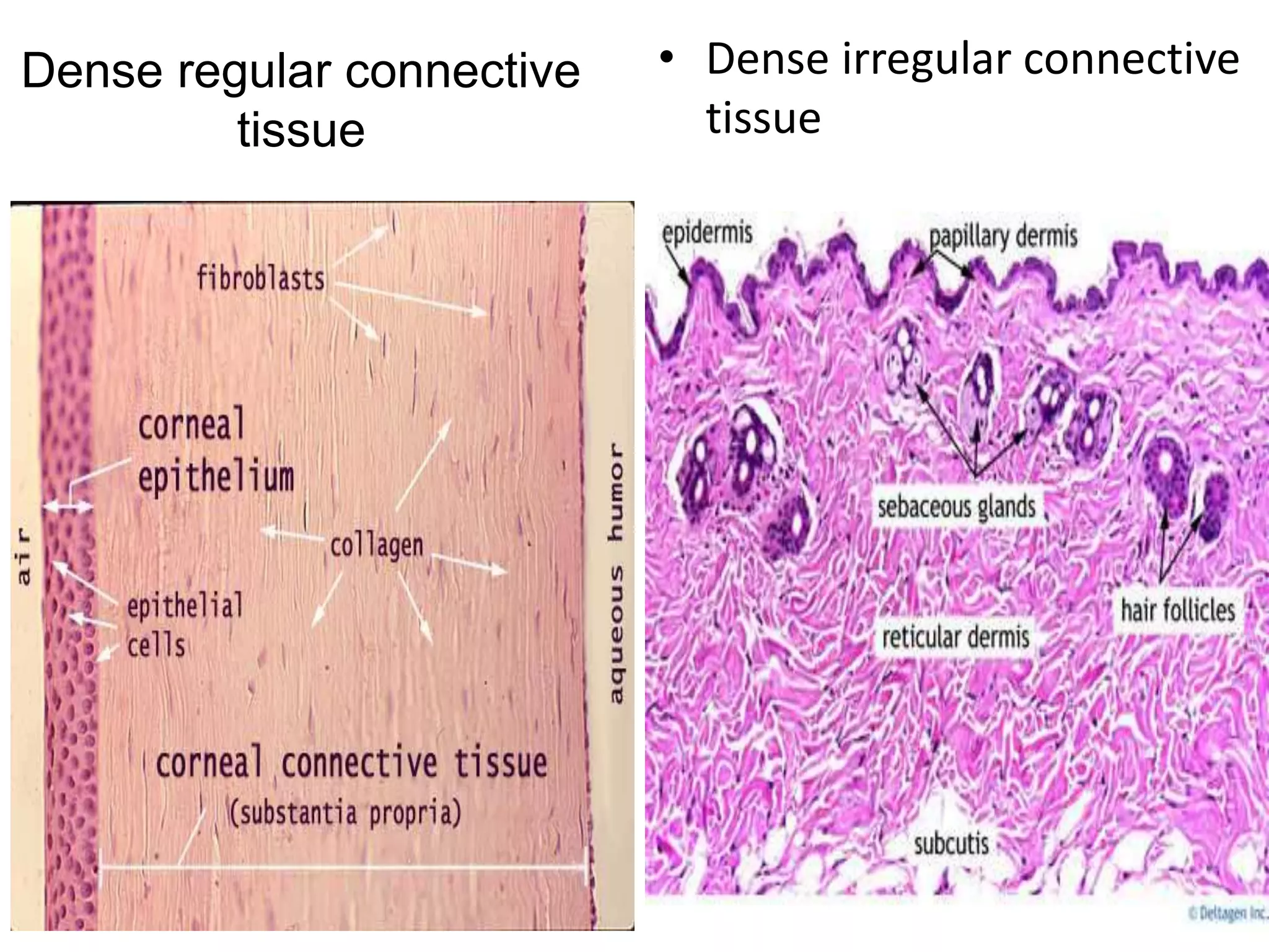 Dense regular connective
tissue
• Dense irregular connective
tissue
5/12/2016 12
 