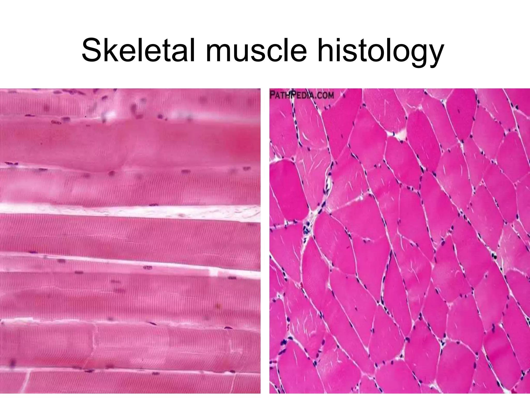 Skeletal muscle histology
5/12/2016 16
 