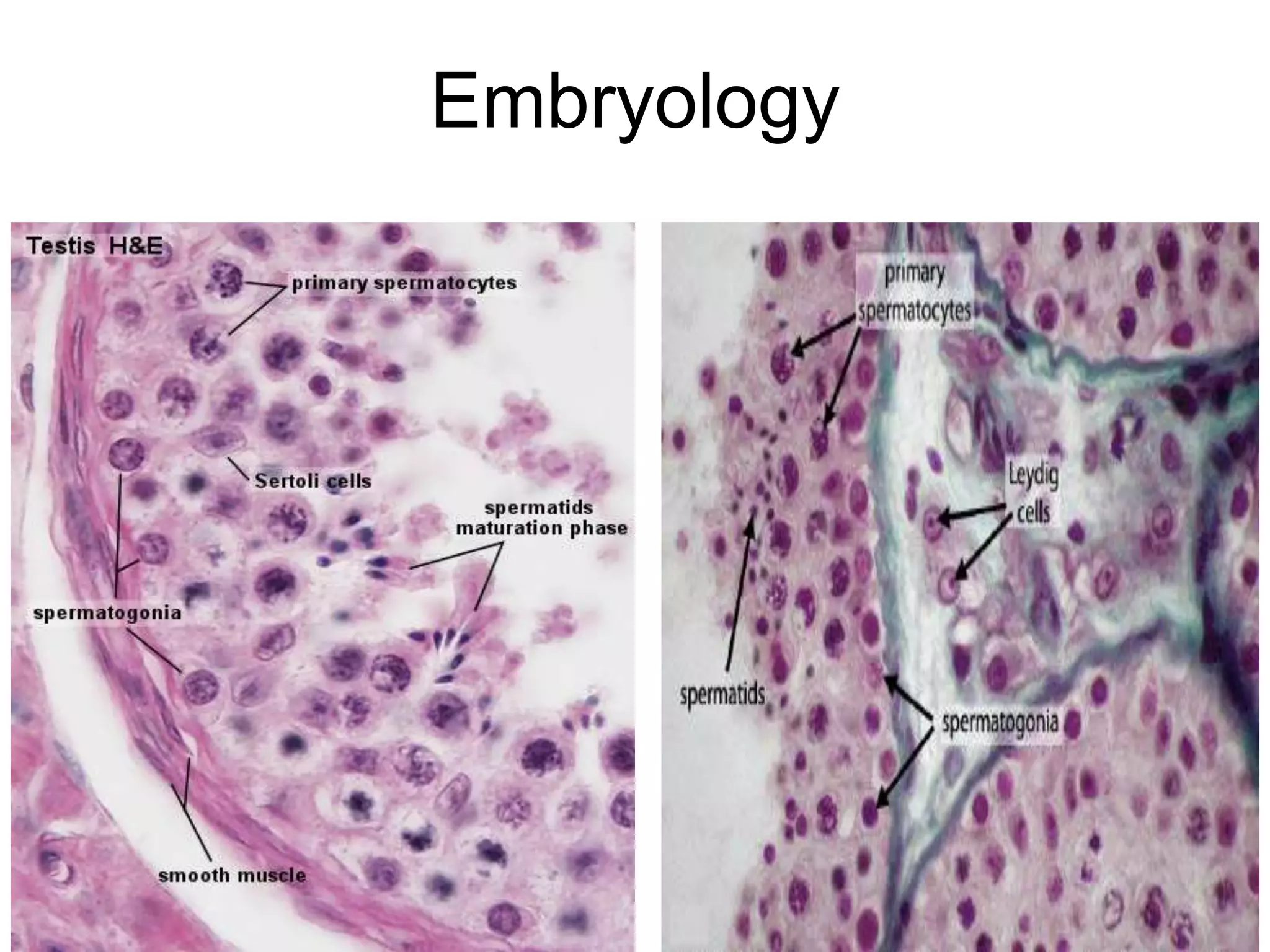 Embryology
5/12/2016 19
 
