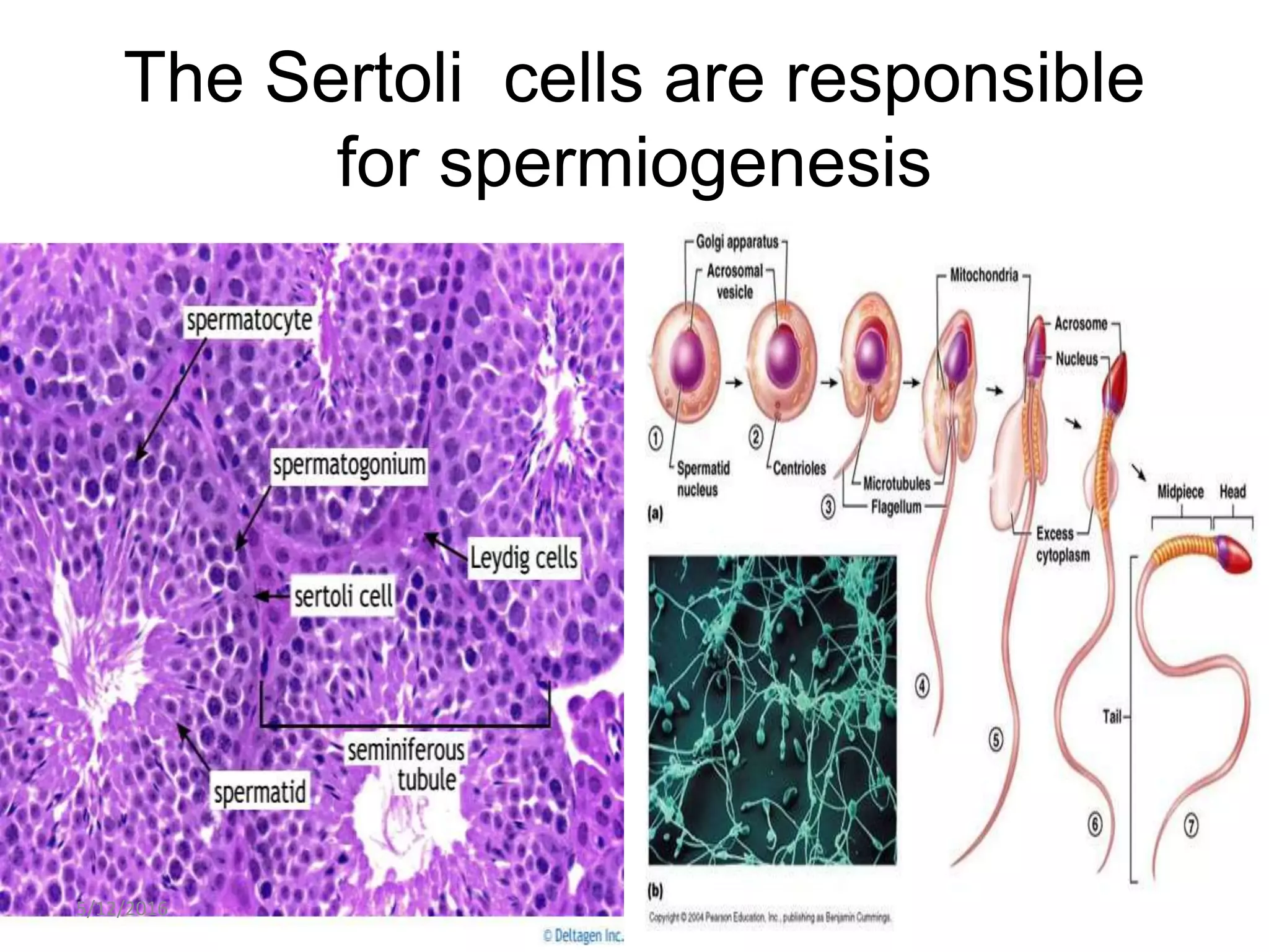 The Sertoli cells are responsible
for spermiogenesis
5/12/2016 20
 