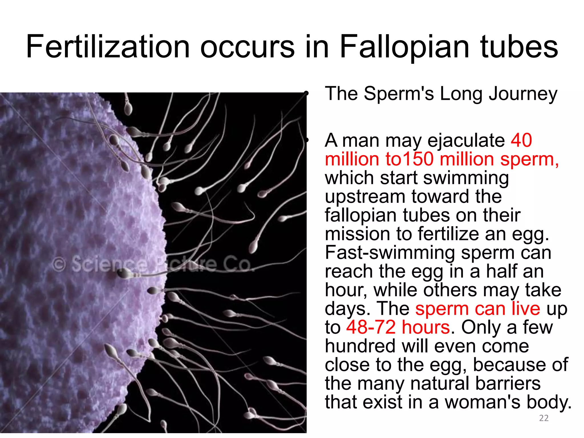 Fertilization occurs in Fallopian tubes
• The Sperm's Long Journey
• A man may ejaculate 40
million to150 million sperm,
which start swimming
upstream toward the
fallopian tubes on their
mission to fertilize an egg.
Fast-swimming sperm can
reach the egg in a half an
hour, while others may take
days. The sperm can live up
to 48-72 hours. Only a few
hundred will even come
close to the egg, because of
the many natural barriers
that exist in a woman's body.
5/12/2016 22
 