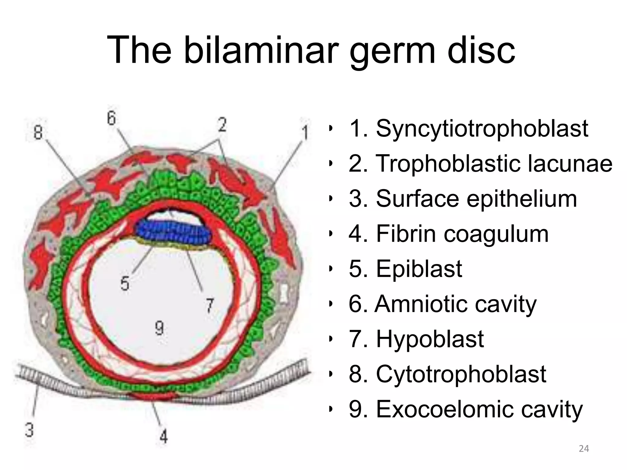 The bilaminar germ disc
• 1. Syncytiotrophoblast
• 2. Trophoblastic lacunae
• 3. Surface epithelium
• 4. Fibrin coagulum
• 5. Epiblast
• 6. Amniotic cavity
• 7. Hypoblast
• 8. Cytotrophoblast
• 9. Exocoelomic cavity
5/12/2016 24
 