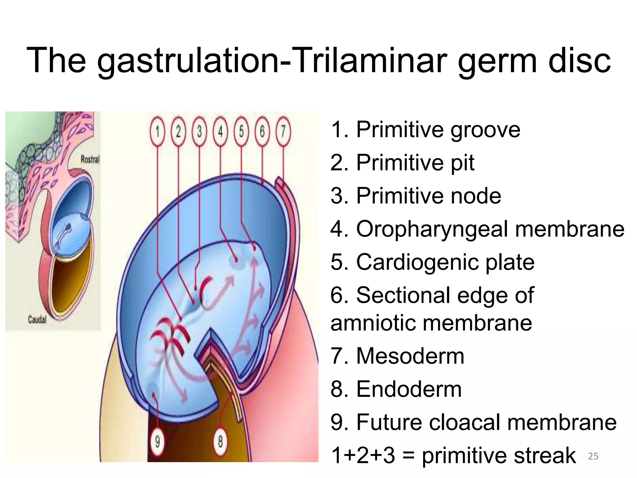 The gastrulation-Trilaminar germ disc
1. Primitive groove
2. Primitive pit
3. Primitive node
4. Oropharyngeal membrane
5. Cardiogenic plate
6. Sectional edge of
amniotic membrane
7. Mesoderm
8. Endoderm
9. Future cloacal membrane
1+2+3 = primitive streak5/12/2016 25
 