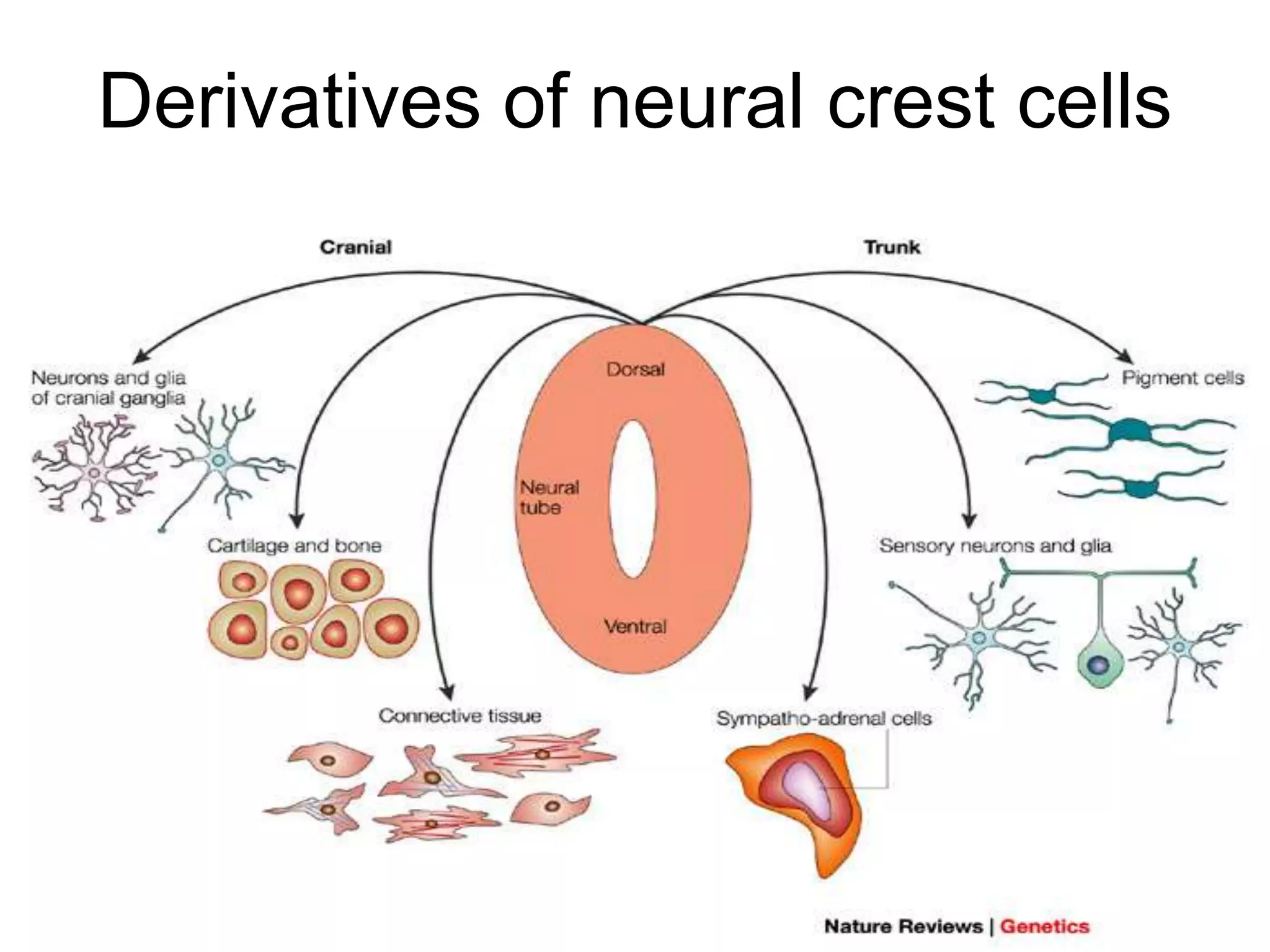 Derivatives of neural crest cells
5/12/2016 27
 