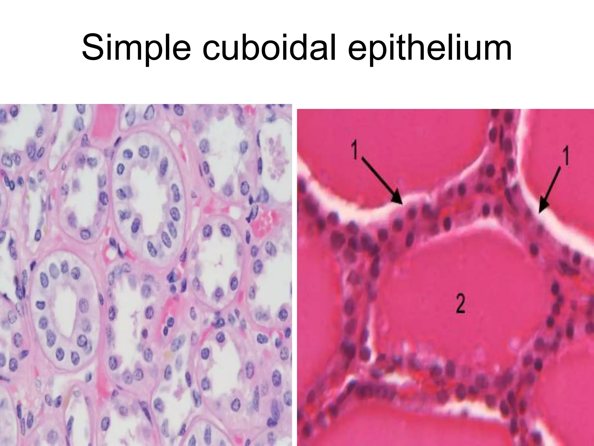 Simple cuboidal epithelium
5/12/2016 4
 