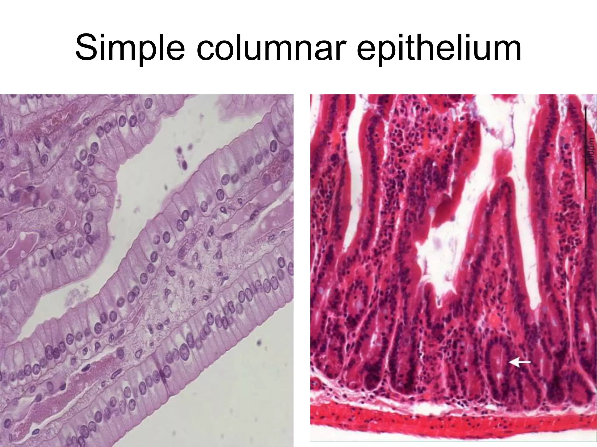 Simple columnar epithelium
5/12/2016 5
 