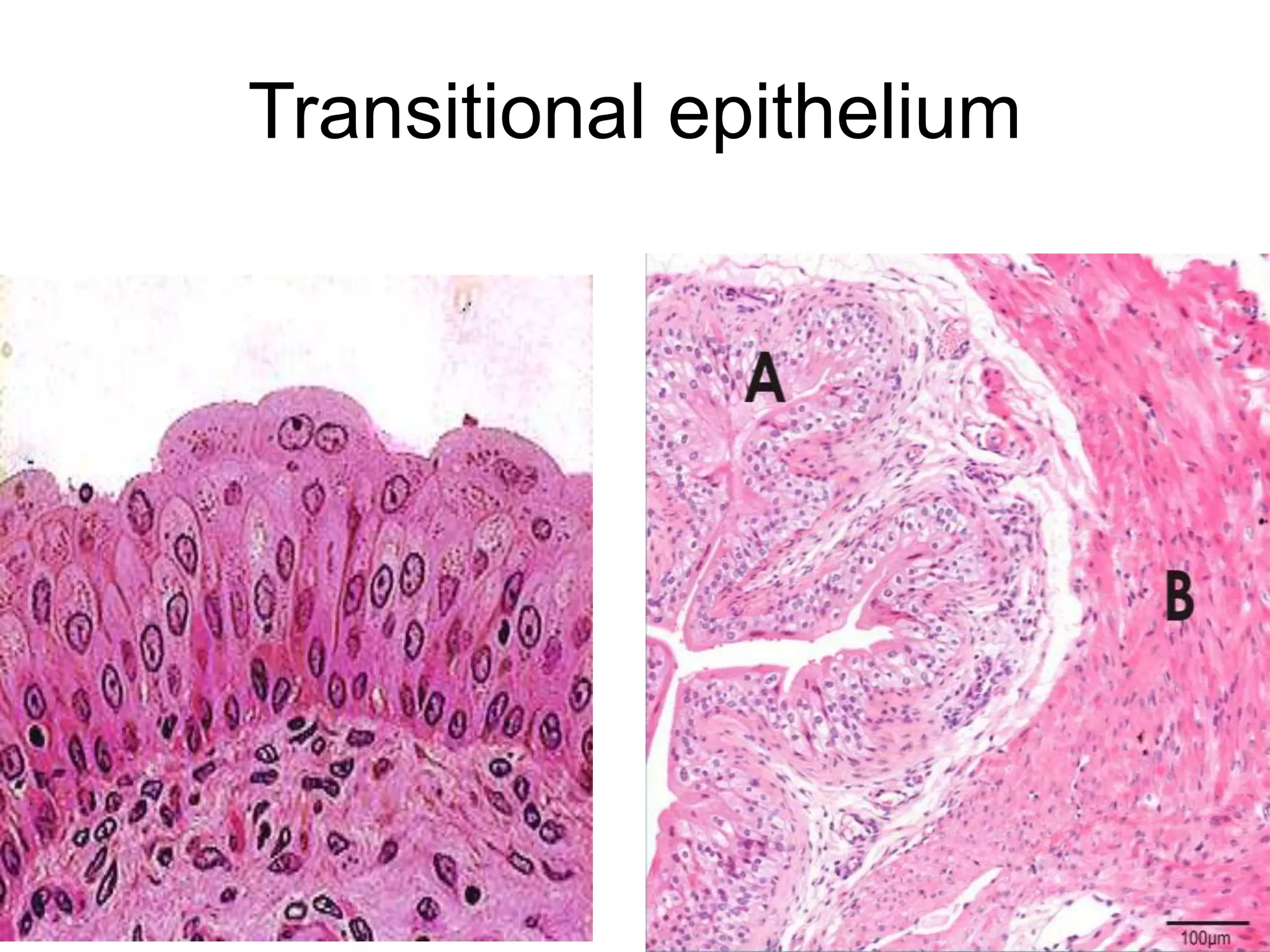 Transitional epithelium
5/12/2016 8
 