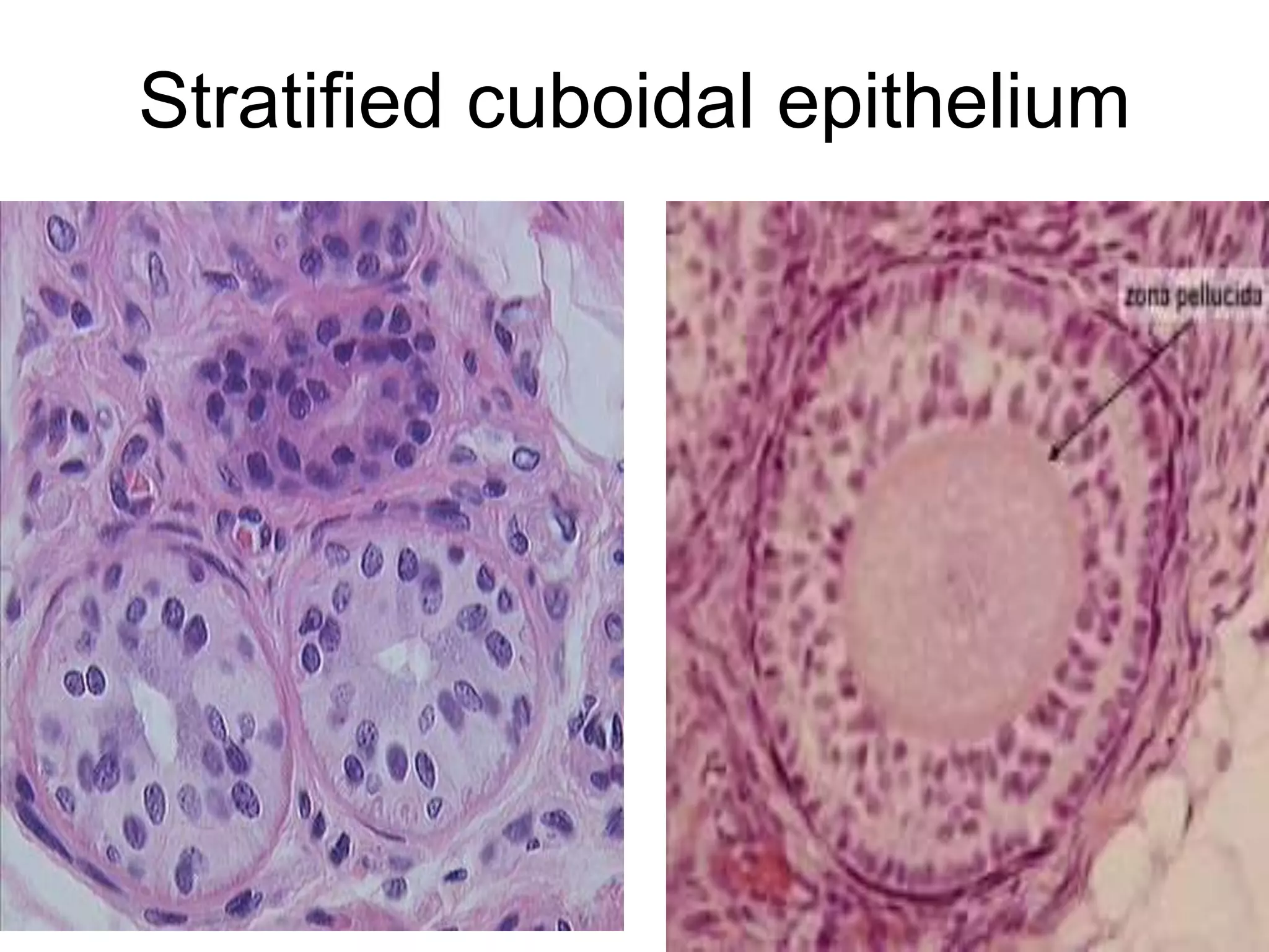 Stratified cuboidal epithelium
5/12/2016 9
 